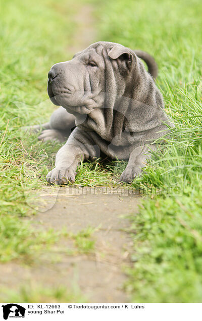 young Shar Pei / KL-12663