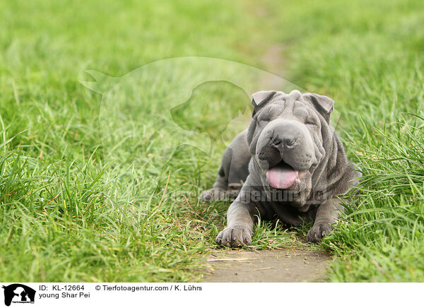 junger Shar Pei / young Shar Pei / KL-12664