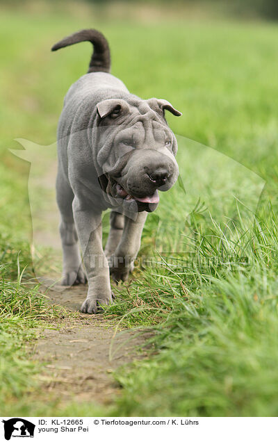 young Shar Pei / KL-12665