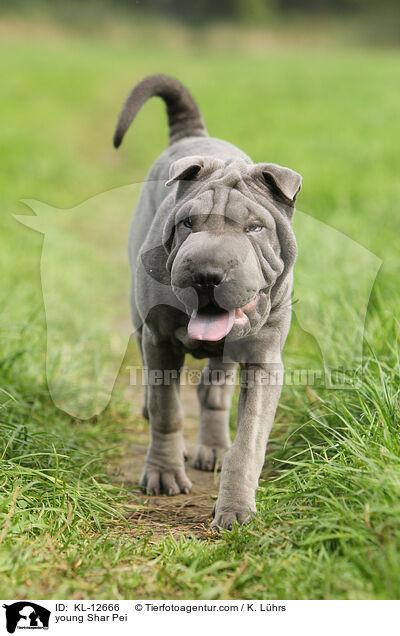 young Shar Pei / KL-12666