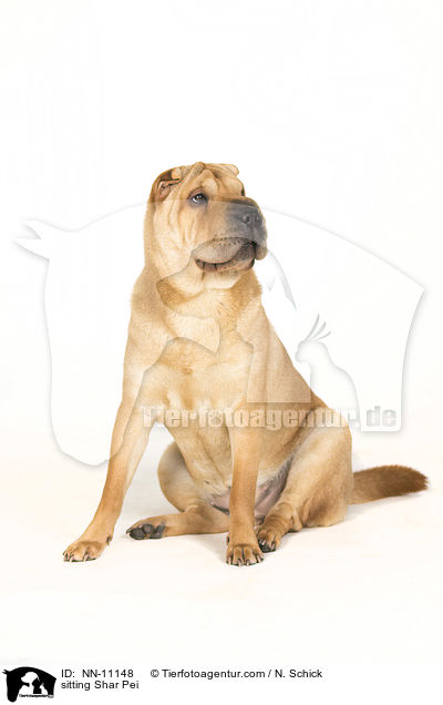 sitzender Shar Pei / sitting Shar Pei / NN-11148