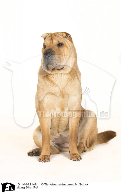 sitting Shar Pei / NN-11149