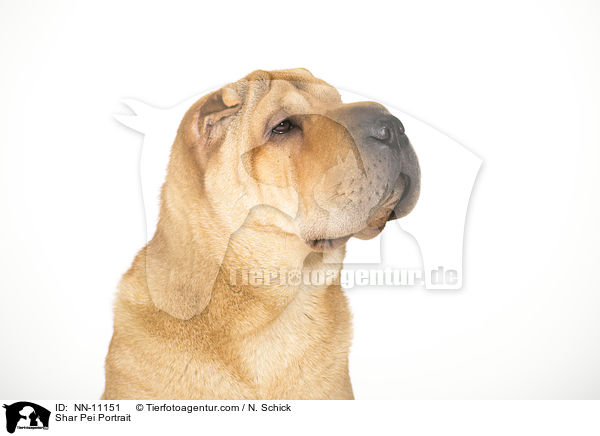 Shar Pei Portrait / NN-11151