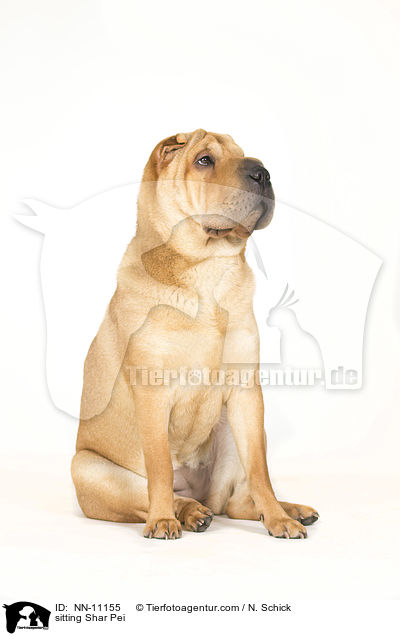 sitzender Shar Pei / sitting Shar Pei / NN-11155