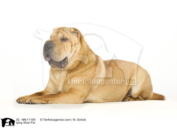 lying Shar Pei / NN-11165