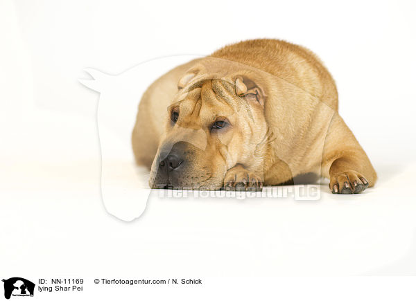 lying Shar Pei / NN-11169