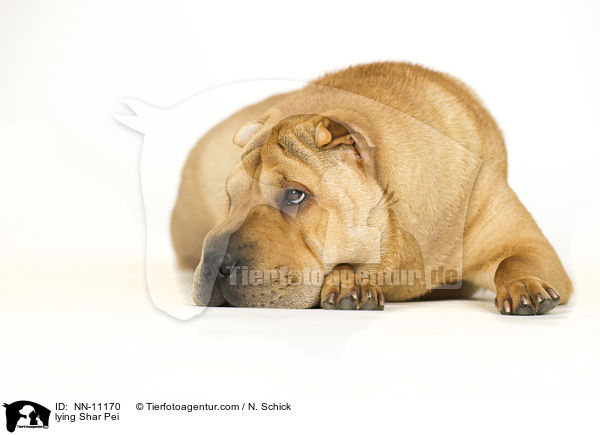 lying Shar Pei / NN-11170