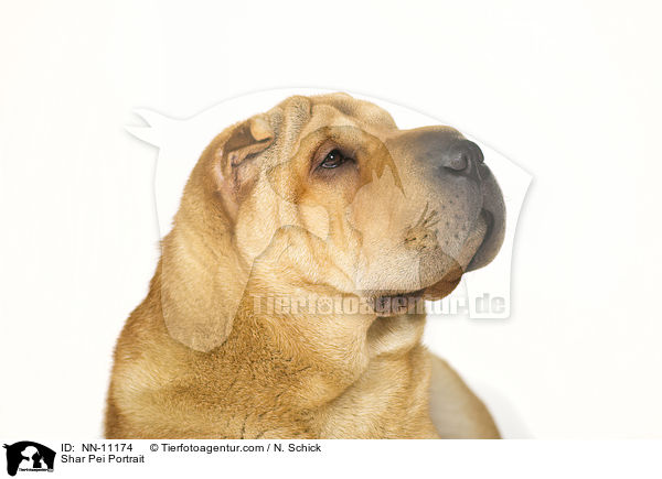 Shar Pei Portrait / NN-11174