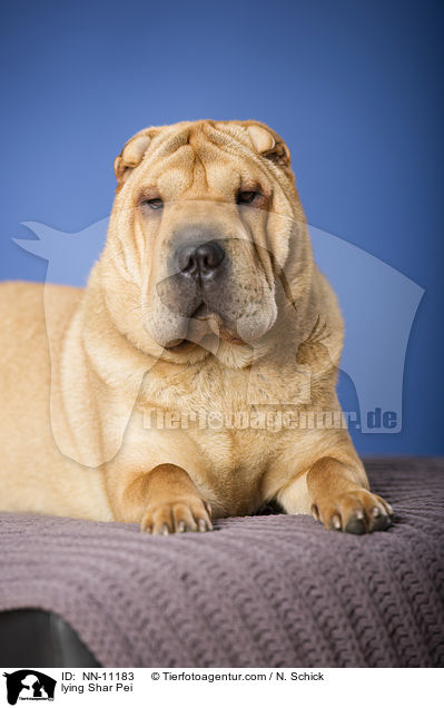 liegender Shar Pei / lying Shar Pei / NN-11183