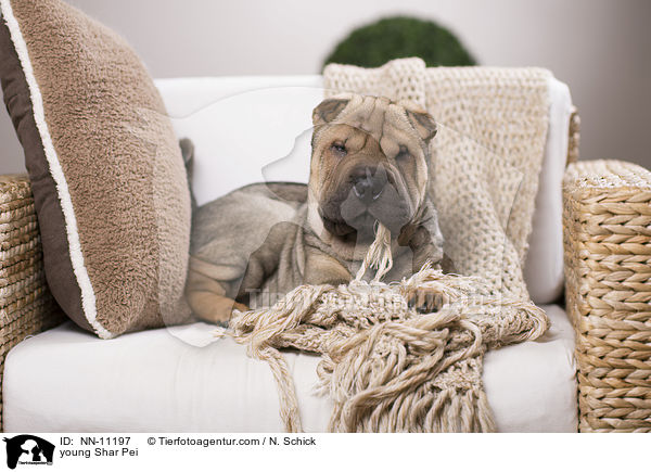 junger Shar Pei / young Shar Pei / NN-11197