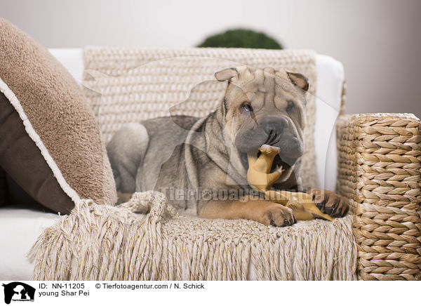 junger Shar Pei / young Shar Pei / NN-11205