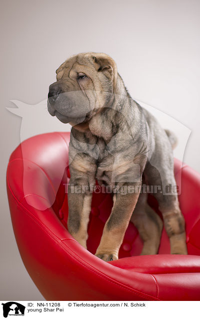 junger Shar Pei / young Shar Pei / NN-11208