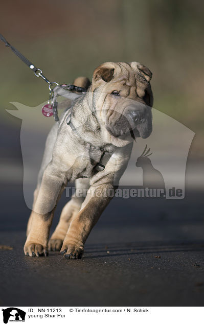 junger Shar Pei / young Shar Pei / NN-11213