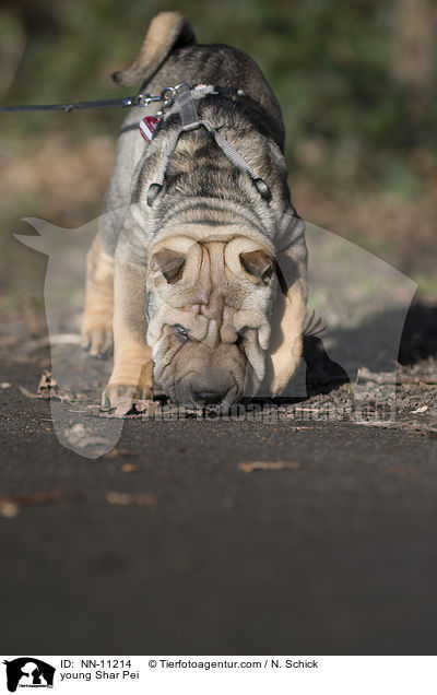 junger Shar Pei / young Shar Pei / NN-11214