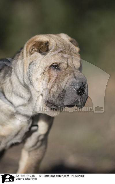 young Shar Pei / NN-11215