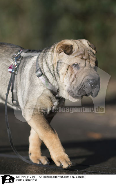 junger Shar Pei / young Shar Pei / NN-11216