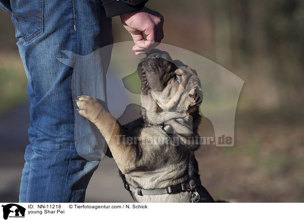 junger Shar Pei / young Shar Pei / NN-11218