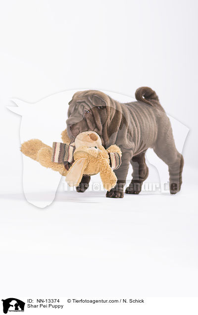 Shar Pei Welpe / Shar Pei Puppy / NN-13374