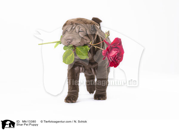 Shar Pei Welpe / Shar Pei Puppy / NN-13380