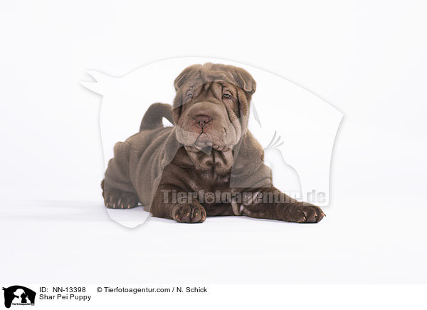 Shar Pei Welpe / Shar Pei Puppy / NN-13398