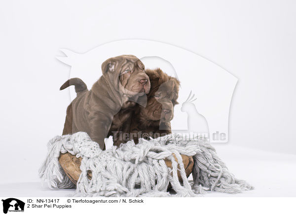 2 Shar Pei Welpen / 2 Shar Pei Puppies / NN-13417