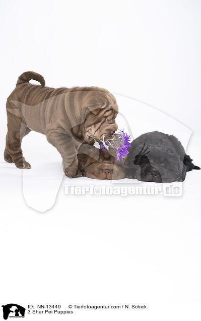 3 Shar Pei Welpen / 3 Shar Pei Puppies / NN-13449