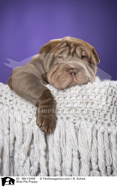 Shar Pei Welpe / Shar Pei Puppy / NN-13466