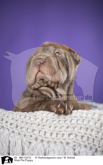 Shar Pei Welpe / Shar Pei Puppy / NN-13472