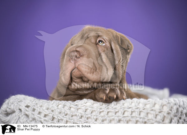 Shar Pei Welpe / Shar Pei Puppy / NN-13475