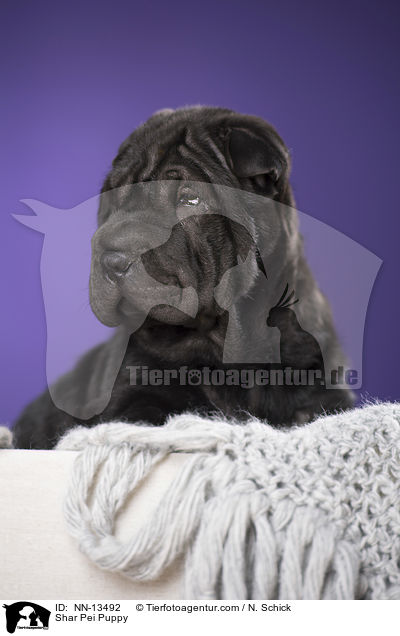 Shar Pei Puppy / NN-13492