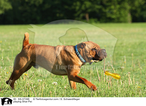 spielender Shar Pei / playing Shar Pei / SS-37396