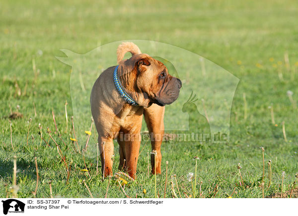 stehender Shar Pei / standing Shar Pei / SS-37397