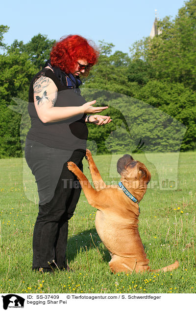 Shar Pei macht Mnnchen / begging Shar Pei / SS-37409