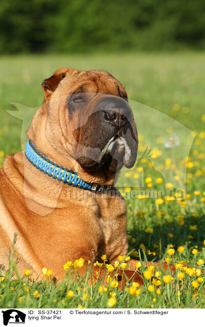 liegender Shar Pei / lying Shar Pei / SS-37421