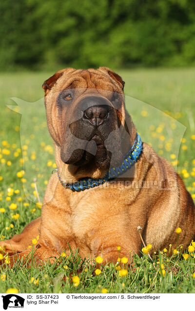 liegender Shar Pei / lying Shar Pei / SS-37423