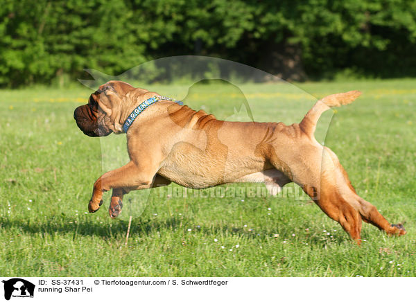 rennender Shar Pei / running Shar Pei / SS-37431