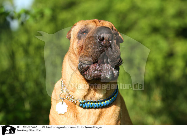 bellender Shar Pei / barking Shar Pei / SS-37441