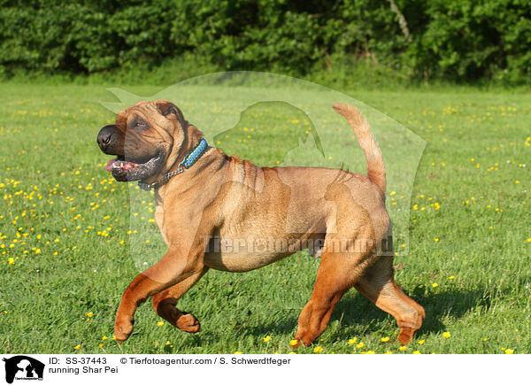 rennender Shar Pei / running Shar Pei / SS-37443