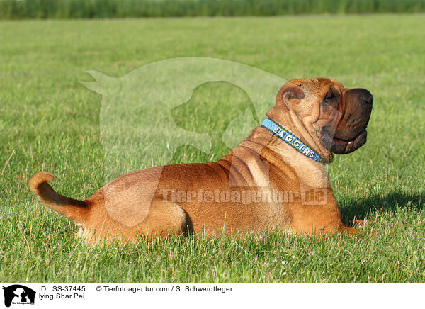 liegender Shar Pei / lying Shar Pei / SS-37445