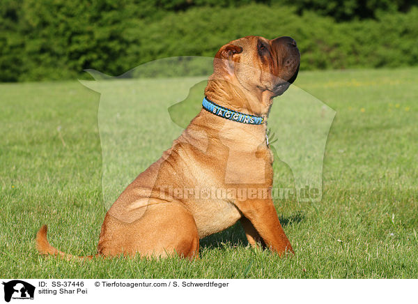 sitzender Shar Pei / sitting Shar Pei / SS-37446