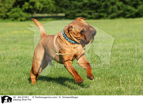 playing Shar Pei / SS-37451