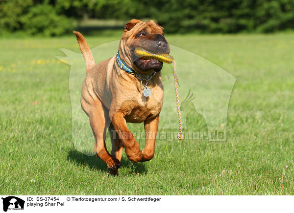 spielender Shar Pei / playing Shar Pei / SS-37454