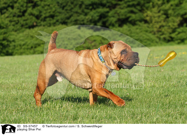 spielender Shar Pei / playing Shar Pei / SS-37457