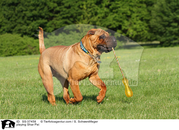 playing Shar Pei / SS-37458