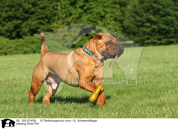 spielender Shar Pei / playing Shar Pei / SS-37459