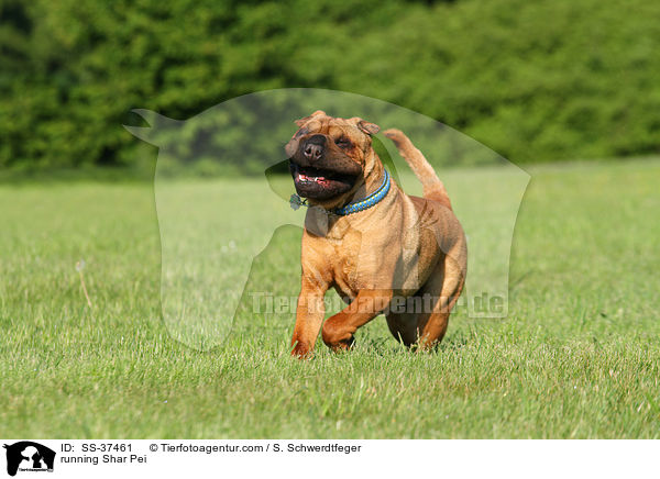 running Shar Pei / SS-37461