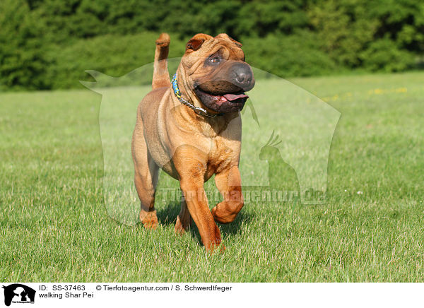 walking Shar Pei / SS-37463