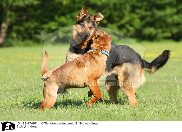 2 spielende Hunde / 2 playing dogs / SS-37467