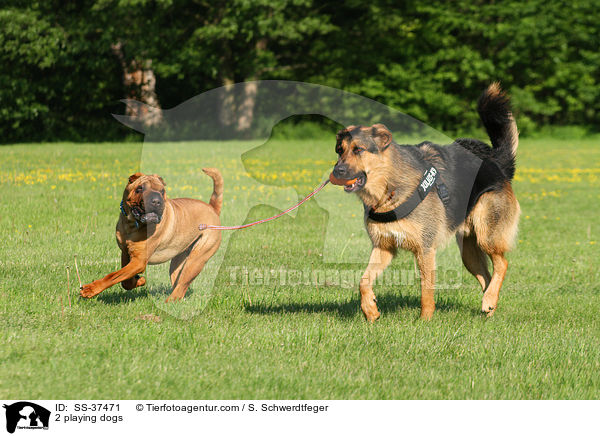 2 playing dogs / SS-37471