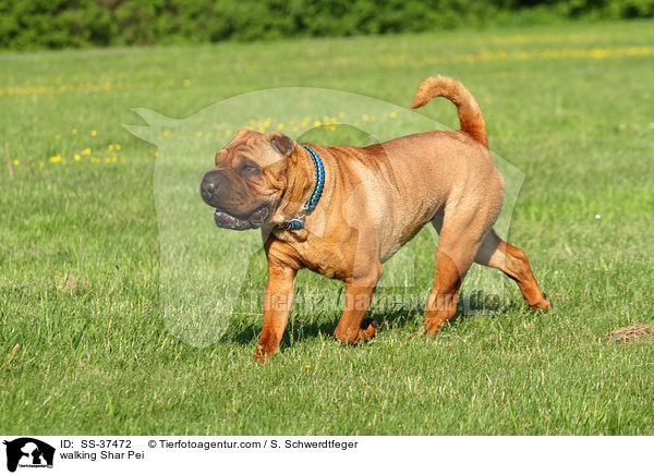 laufender Shar Pei / walking Shar Pei / SS-37472